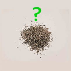 chá de Alecrim para que serve?