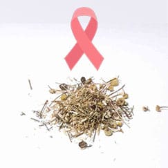 camomila combate o cancer