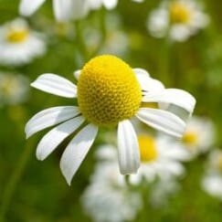 Matricaria Chamomilla