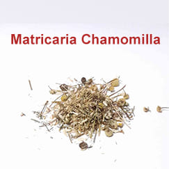 Nome científico da Camomila