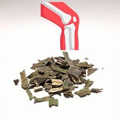 Chá Verde para os ossos e Osteoporose