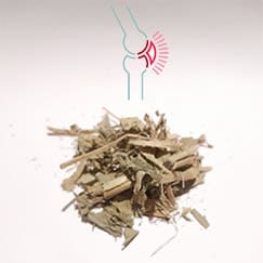 Chá chapéu de couro é anti-inflamatório
