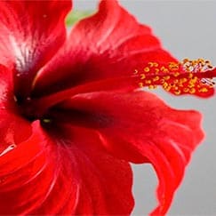 A flor do Hibísco