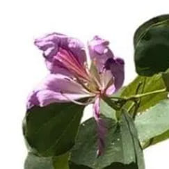 Flor de Pata de Vaca falsa