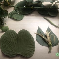 Pata de Vaca verdadeira como identificar
