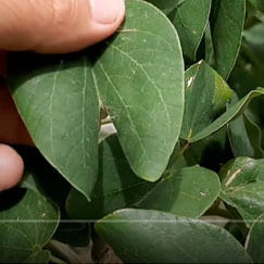 planta Pata de Vaca verdadeira folha
