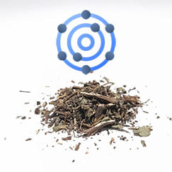 Poejo é antioxidante