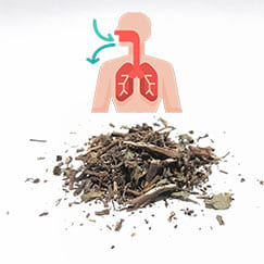 Poejo para o sistema respiratório