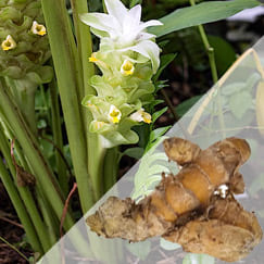 Curcuma e Acafrão é a mesma coisa?